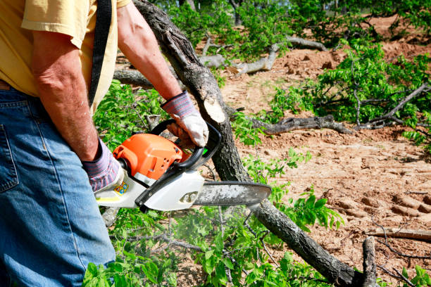 Best Emergency Tree Service  in Morrilton, AR